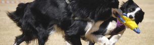 What Is a Pet Screening and How It Supports Responsible Renting